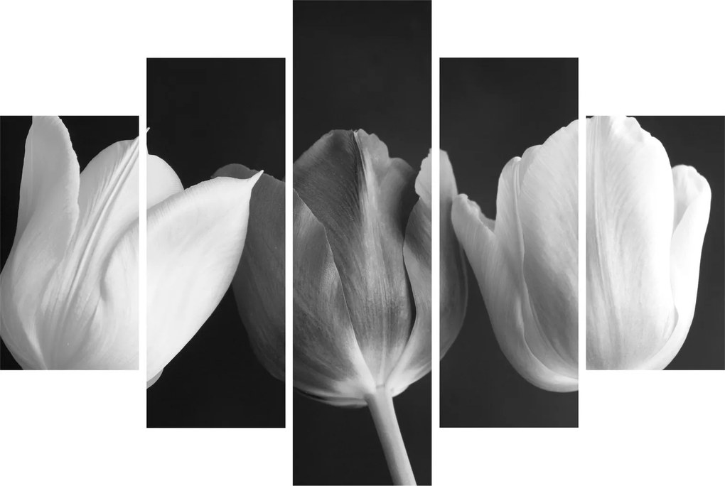 Kép - fekete-fehér tulipán virág (150x105 cm)