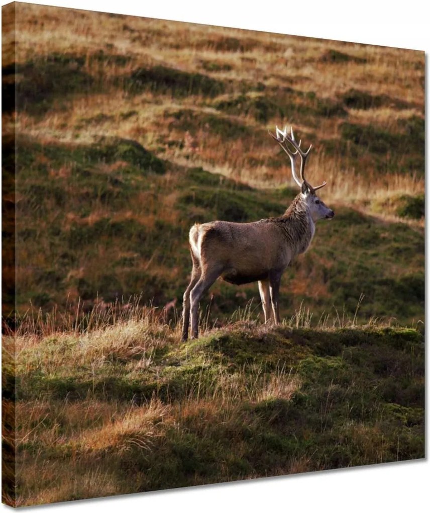 Vászonkép 30x30 Szarvas a természetben Vadászat
