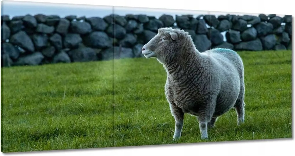 Vászonkép 120x60 Juh legeltetés Bárányok