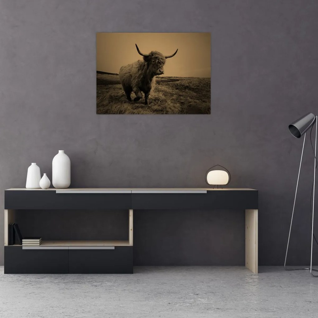 Kép - Skót tehén menekül (70x50 cm)