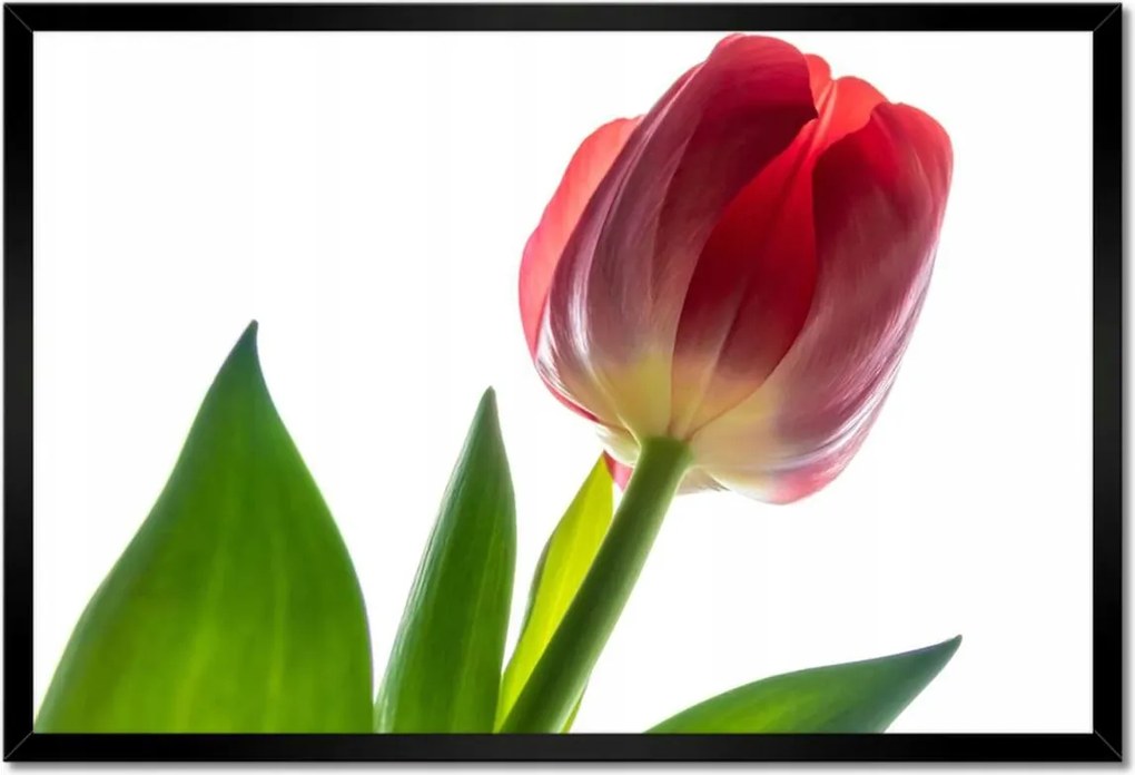 Poszter keretben 60x40 Piros tulipán virág