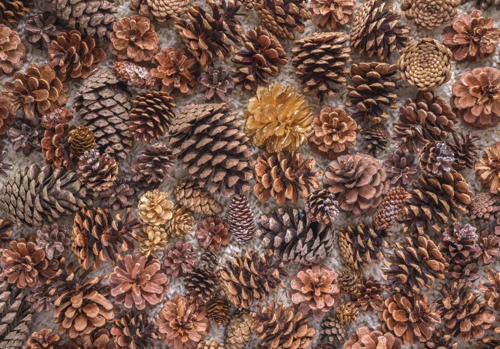 Poszter 66,5x46,5cm Fenyőtobozok, Assaf Frank