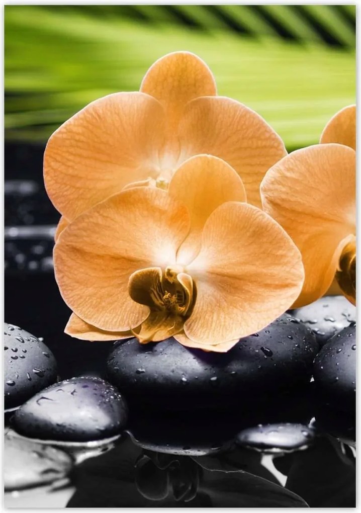 Poszterek 70x100 Narancssárga orchideák