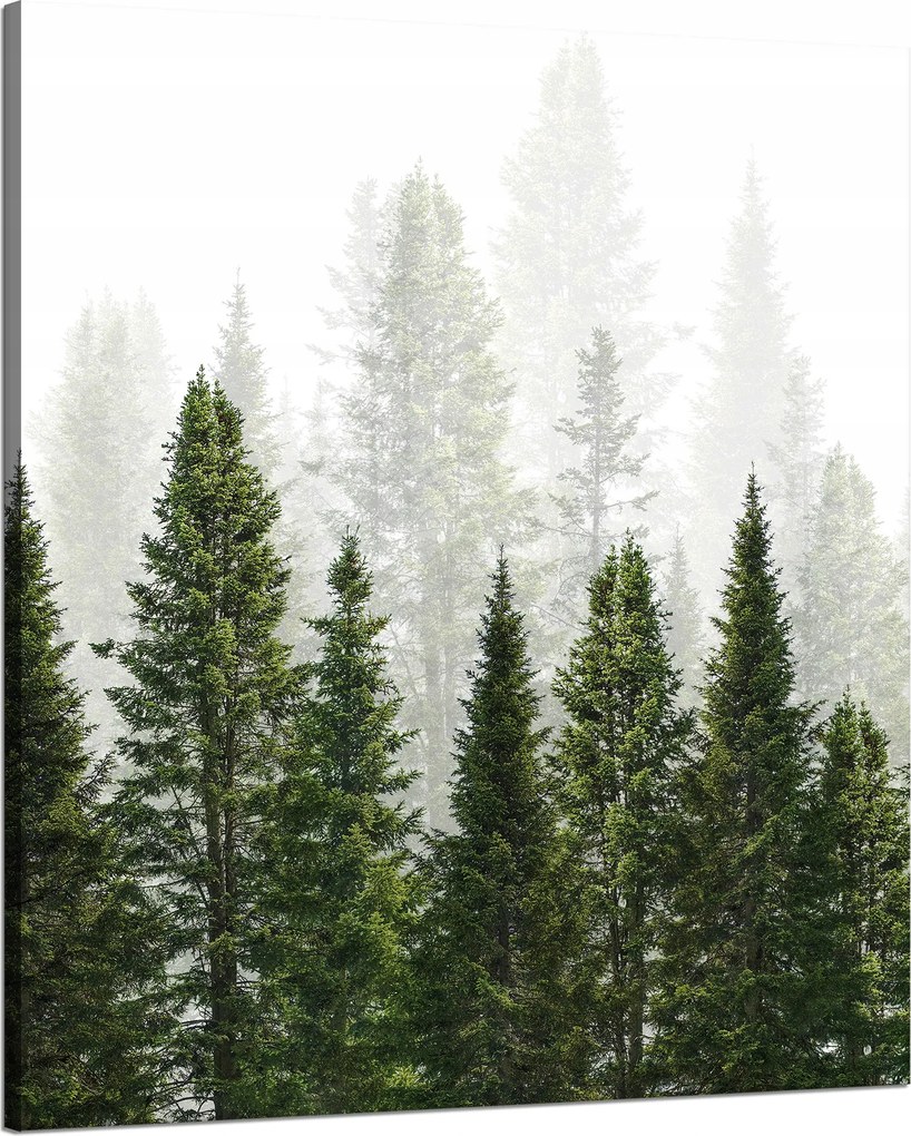 Vászonkép Esőerdő Természet Fák 80x100 cm