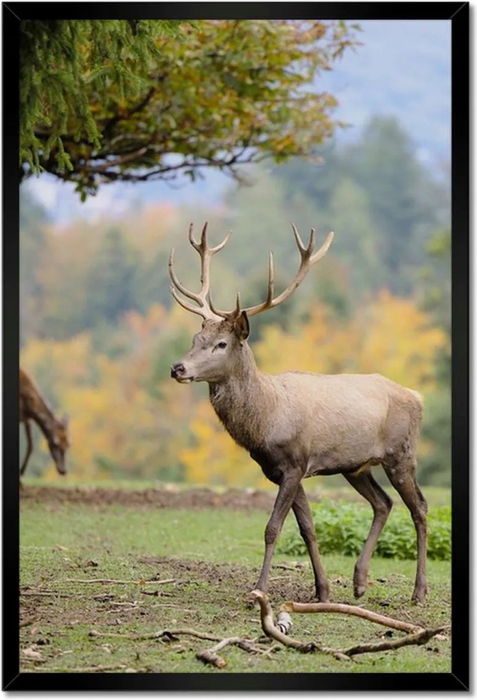 Poszterek keretben 40x60 Szarvas a szeretett szarvassal
