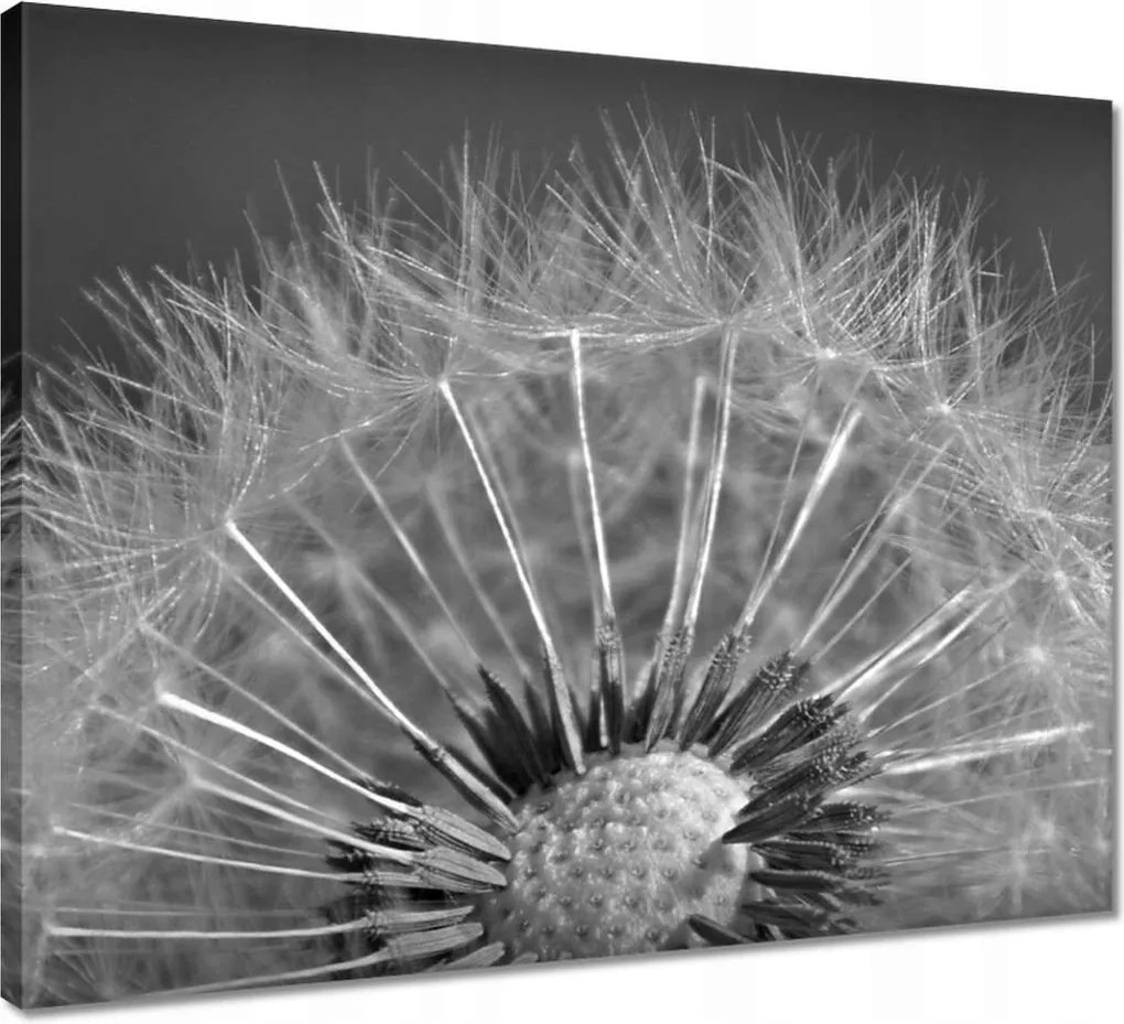 Vászonkép 50x40 Pitypang Virág Virágok