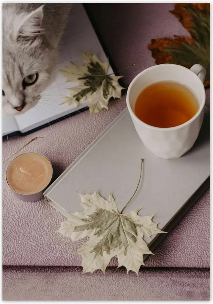 Poszterek 70x100 Cica Cicák