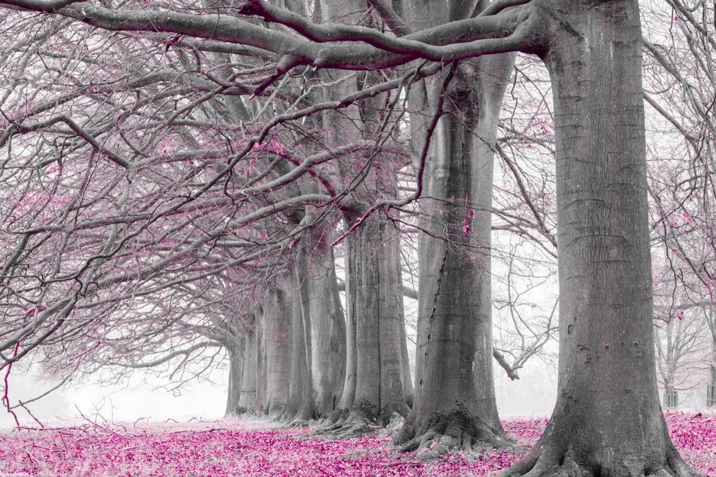 Poszter 45x30cm Fák egy sorban rózsaszín levelek, Assaf Frank