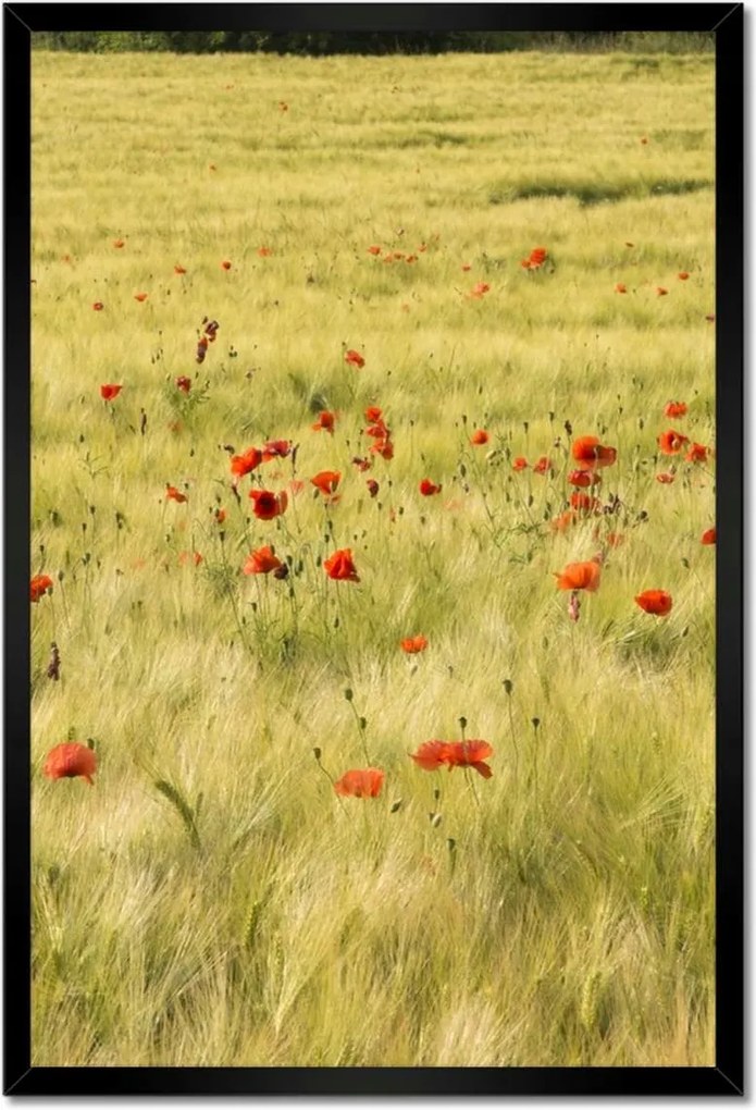 Poszterek keretben 40x60 Pipacsok a mezőn