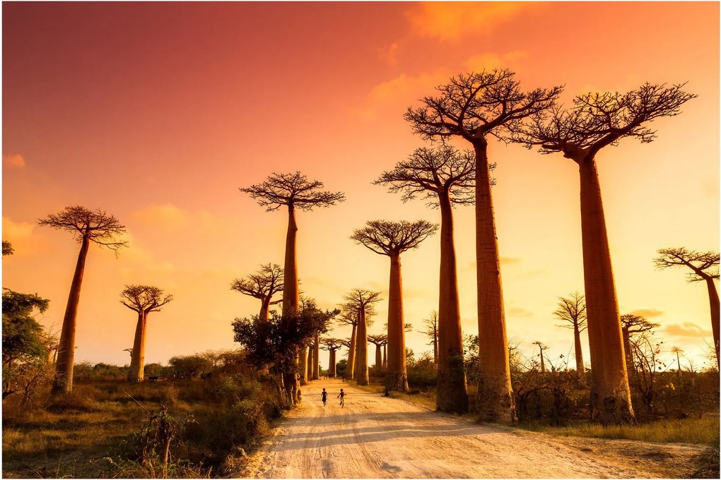 Kép - Naplemente a Baobab Alley-ben (90x60 cm)