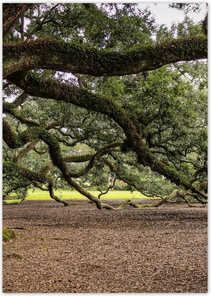 Poszterek A4 Pion Szétnyitható tölgy