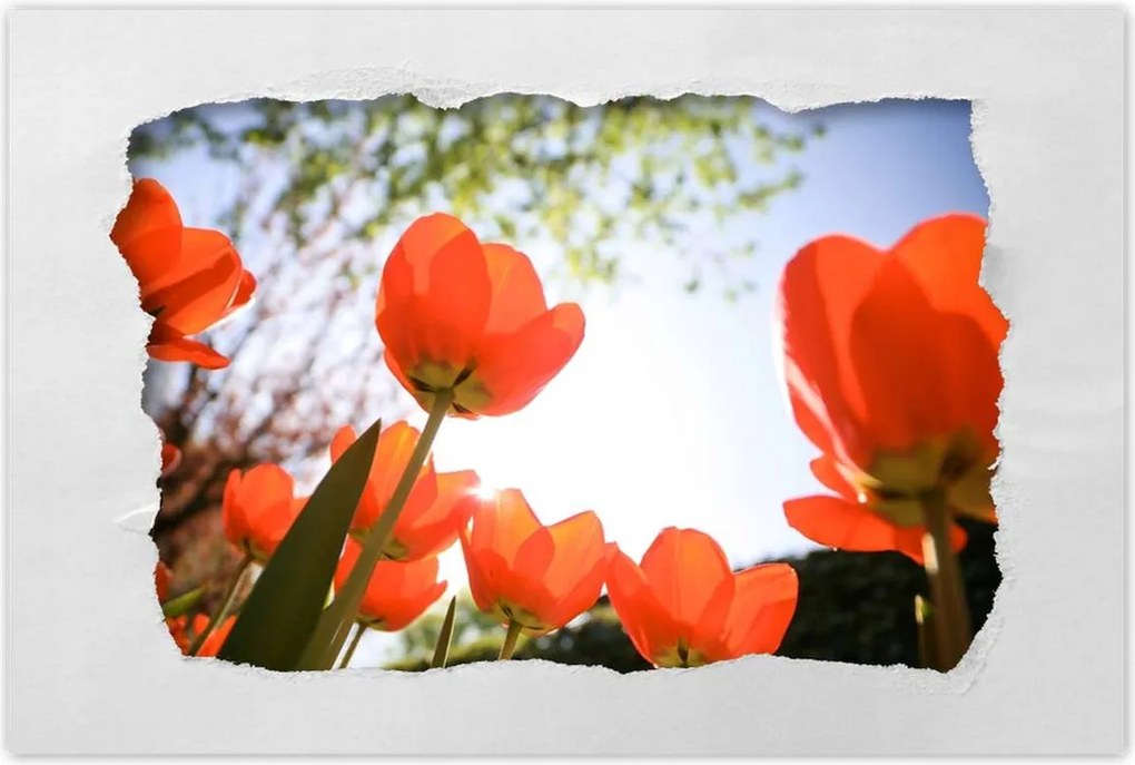 Poszterek 120x80 Az égbe a pipacsokon keresztül