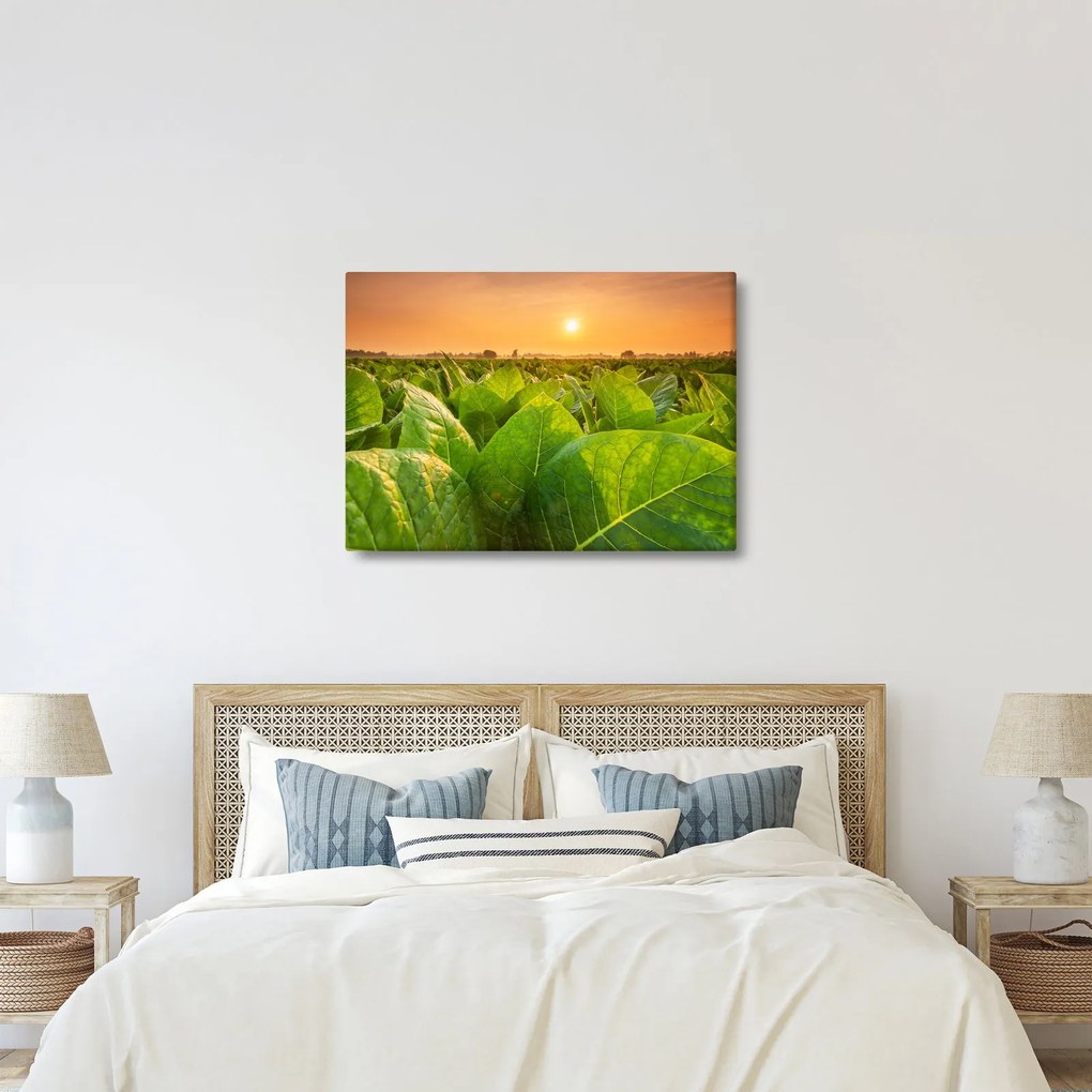 Kép - Mező (70x50 cm)