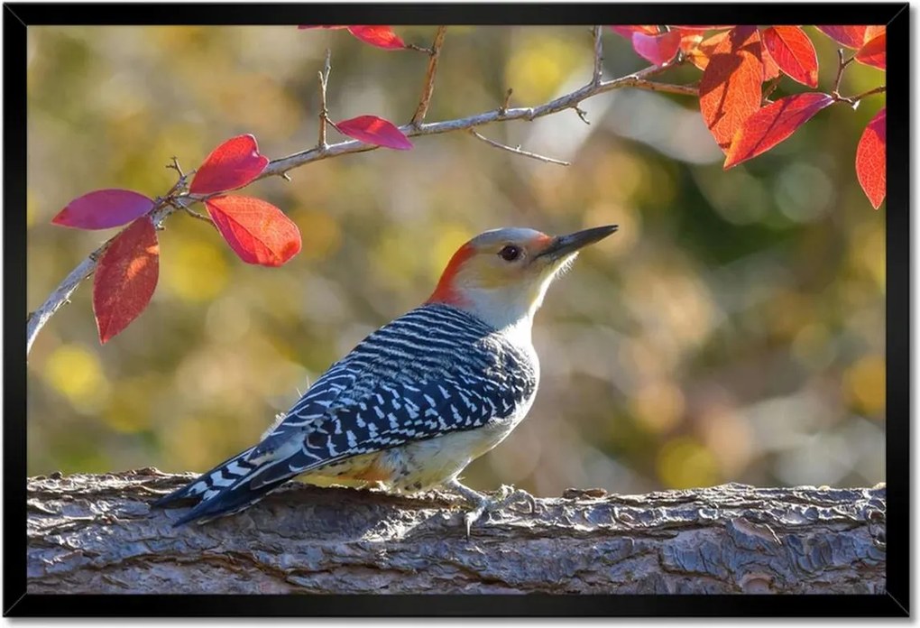 Poszter keretben 60x40 Harkály madár