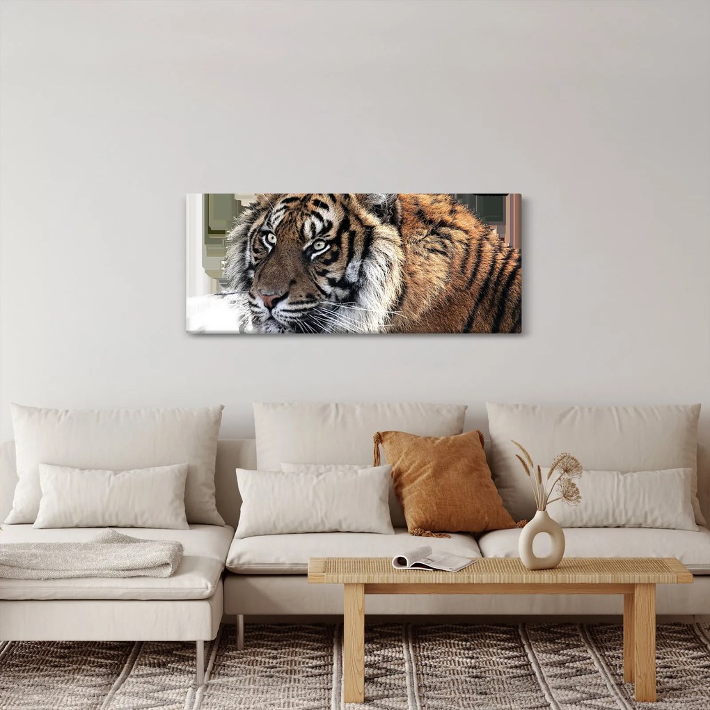 Tigris képe (120x50 cm)