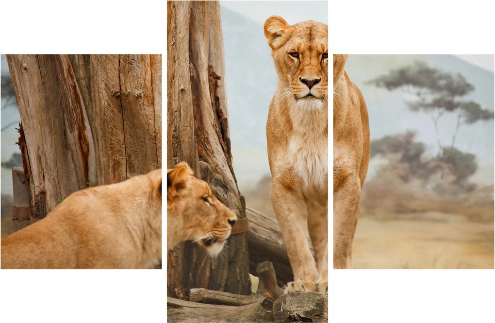 Kép - két oroszlán (90x60 cm)
