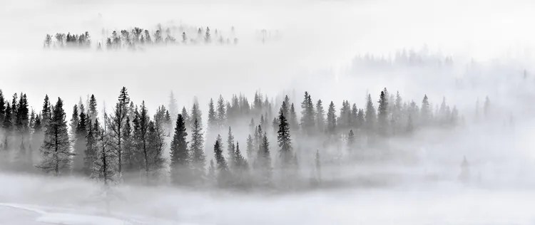 Fotográfia Foggy Forest, Mei Xu