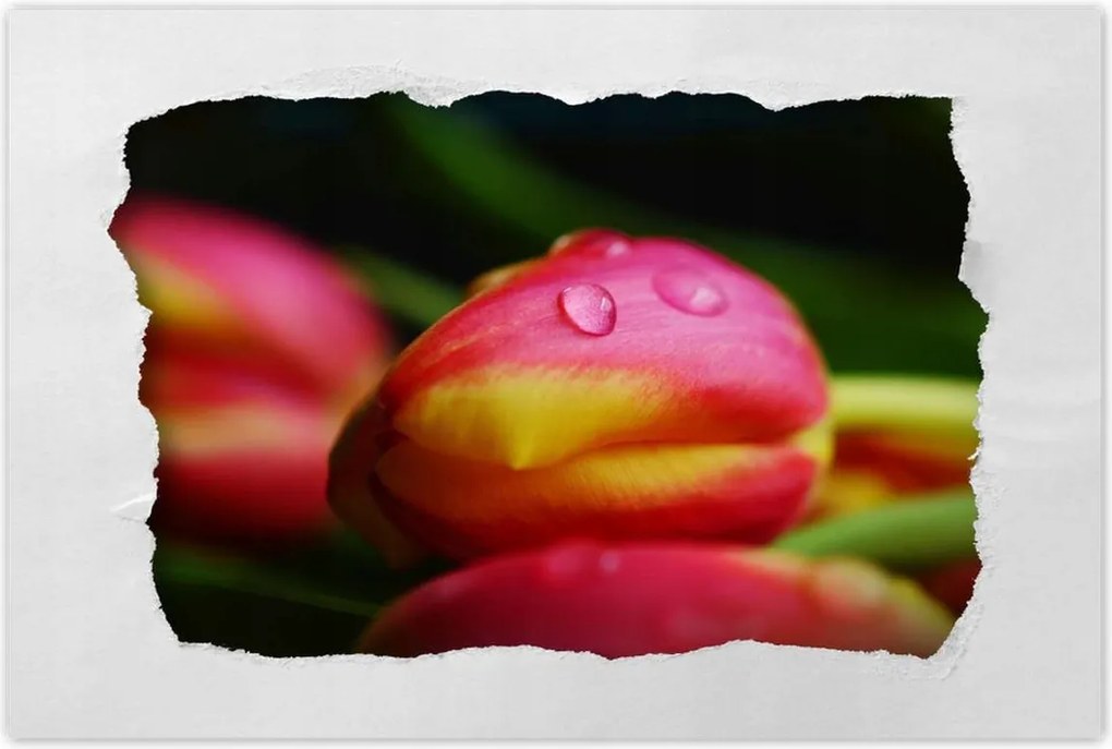 Poszterek 60x40 Tulipánok makró fotó