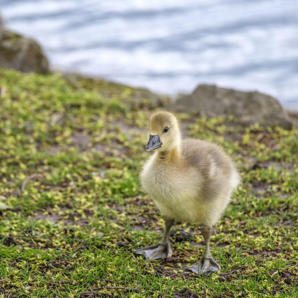 Poszter 80x80cm Gosling, Assaf Frank