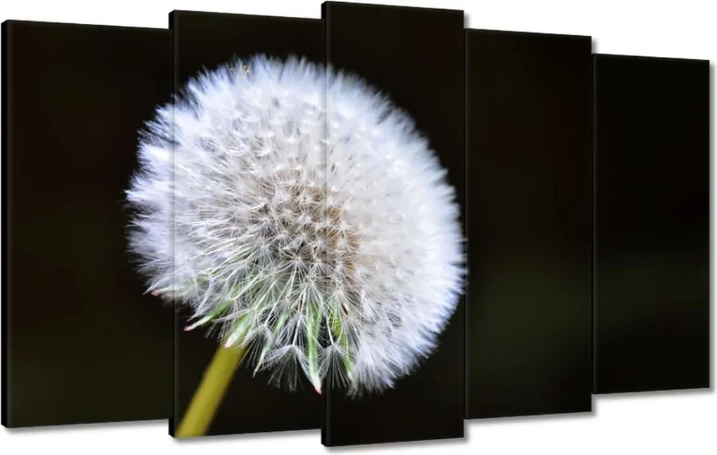 Vászonkép 100x60 Pitypang Virág Virágok