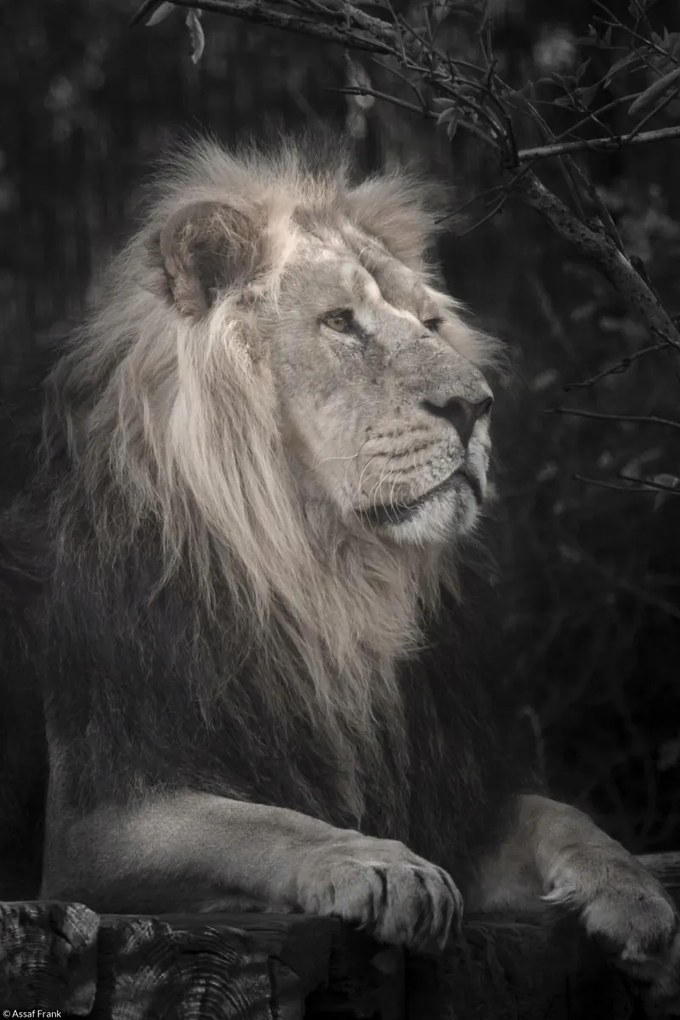 Poszter 20x30cm Oroszlán, Assaf Frank