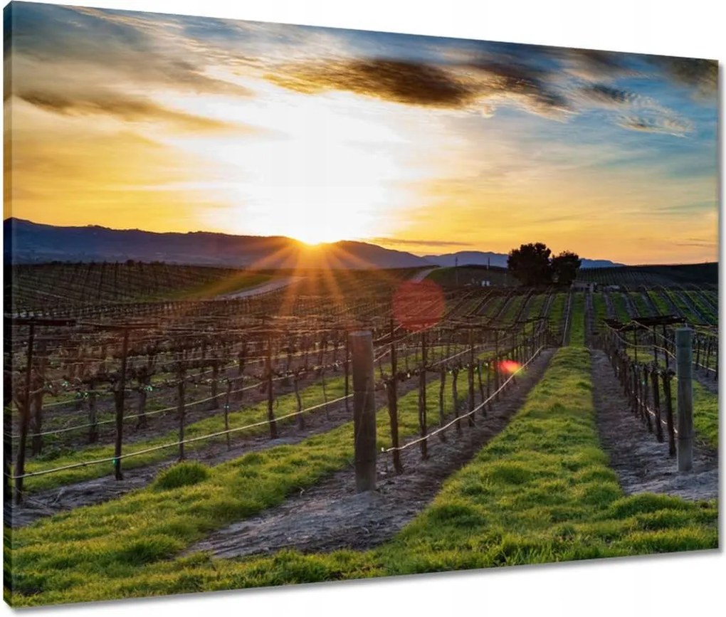 Vászonkép 80x60 Szőlőbirtok Tájkép