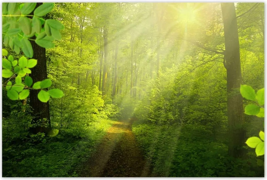 Poszterek 120x80 Varázslatos erdő Sugárzás