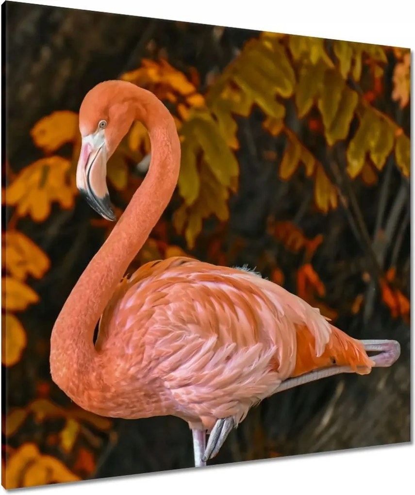 Vászonkép 90x90 Pelikán a természetben