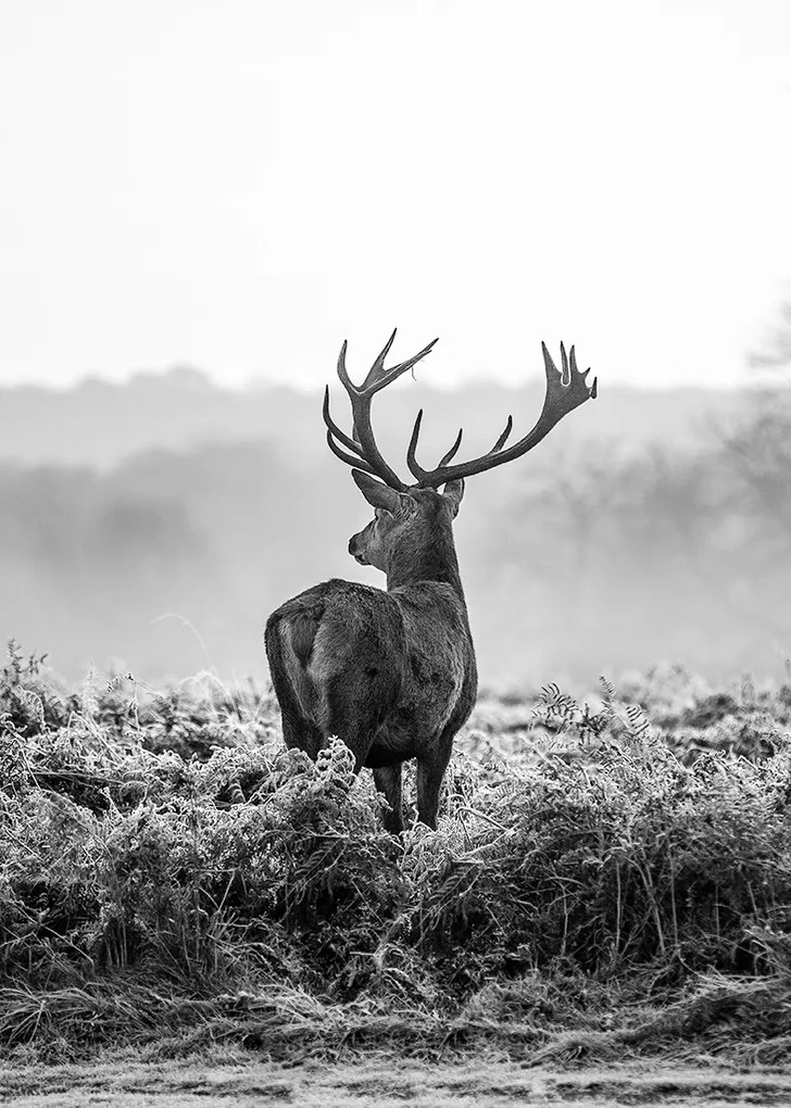 Szarvas poszter 40x50 cm kép #152
