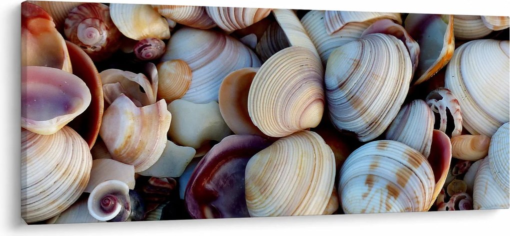 Kagyló képe (120x50 cm)