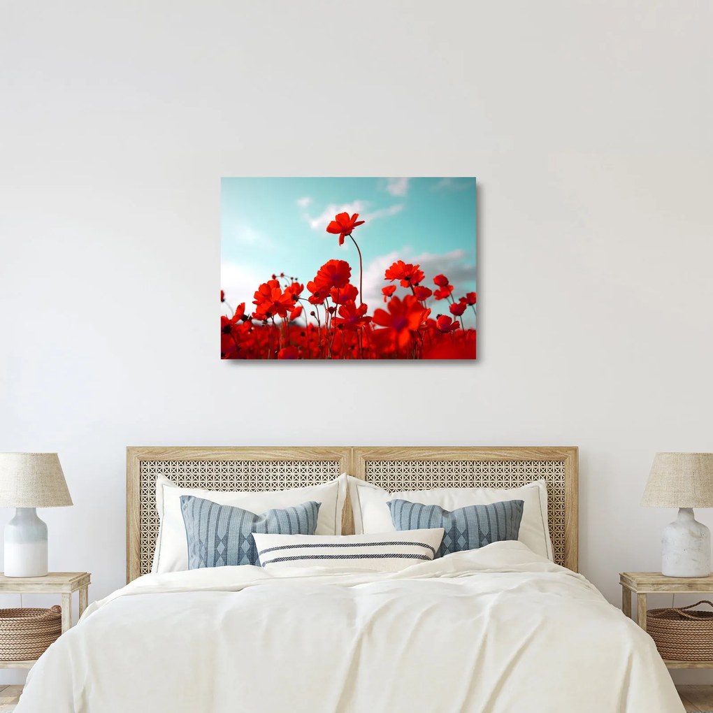 Fényes piros virágokkal rendelkező mező képe (üvegen) (70x50 cm)