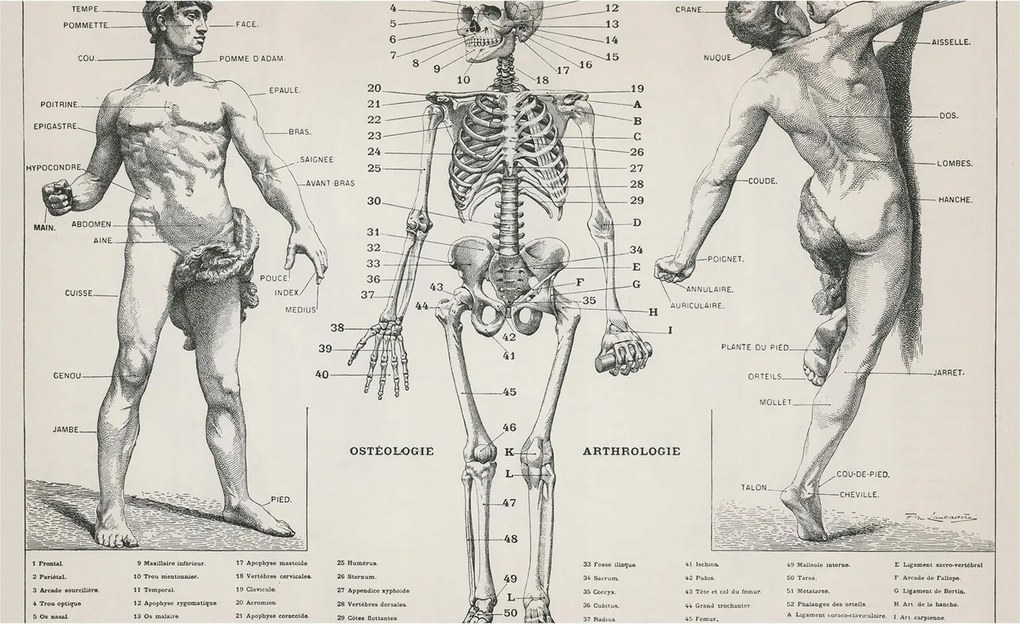 Divatos 3D Fali Tapéta Klasszikus anatómia 416x254 Ragasztóval