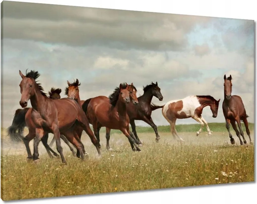 Vászonkép 100x70 Ló Lovak Lovaglás