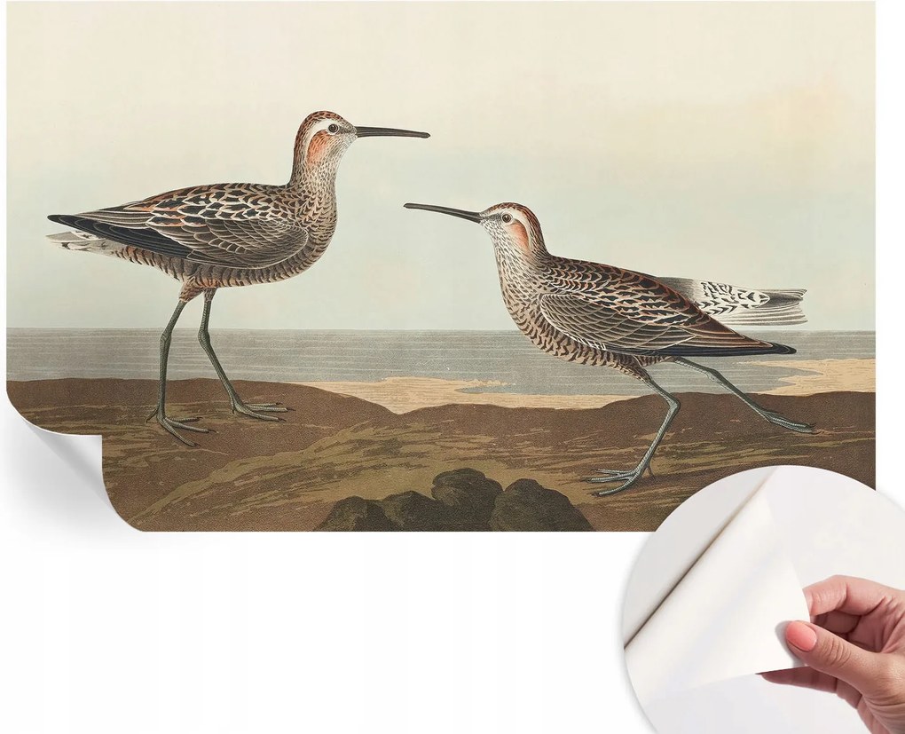 Fotótapéta Öntapadós Dekoratív Tapéta Madár sziluettek 416x254 cm