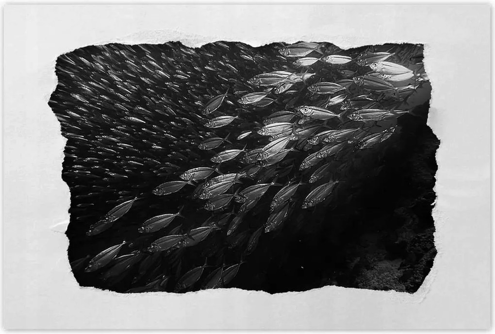 Poszterek 90x60 Nagy halak a tengerben