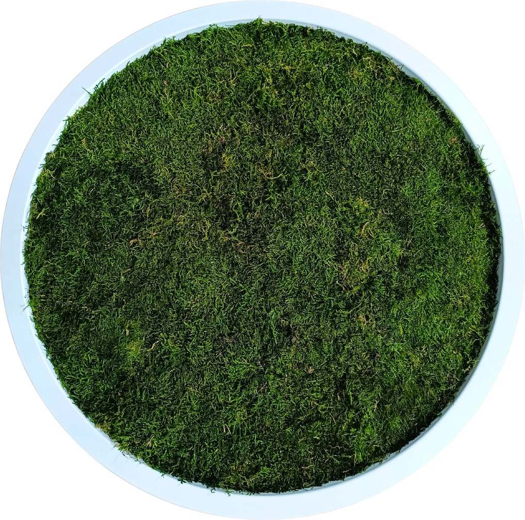 Vászonkép Moha Lapos Fa Kerek fehér keret Élő stabilizált 20 cm