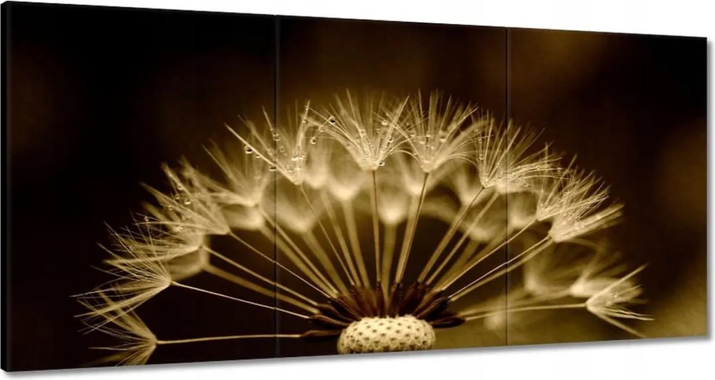 Vászonkép 120x60 Pitypang Virág Virágok