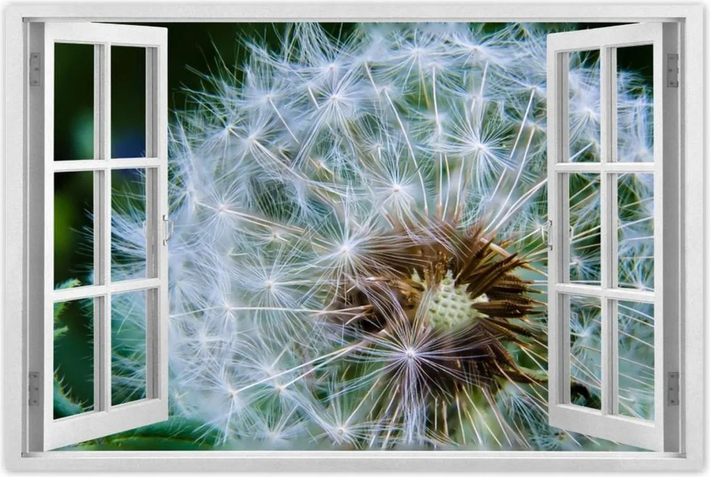 Poszterek 90x60 Pitypang Virág Virágok