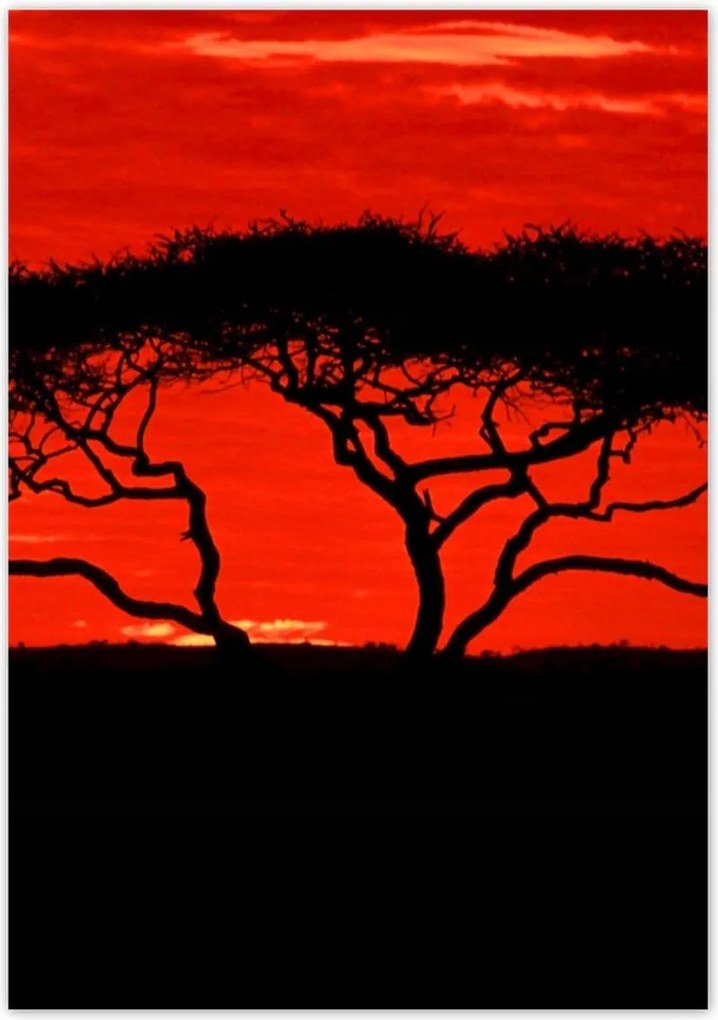 Poszterek 70x100 Akác Afrikában