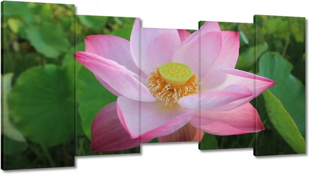 Vászonkép 150x80 Lótusz Lótuszvirág