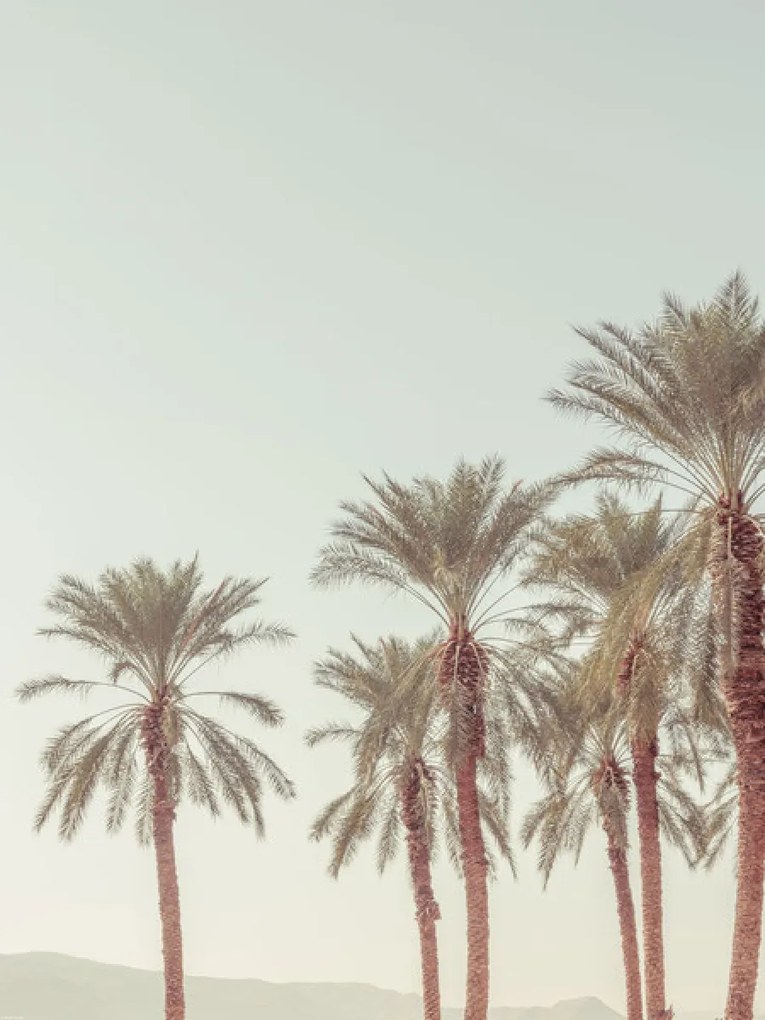 Poszter 60x80cm Pálmafák, Assaf Frank