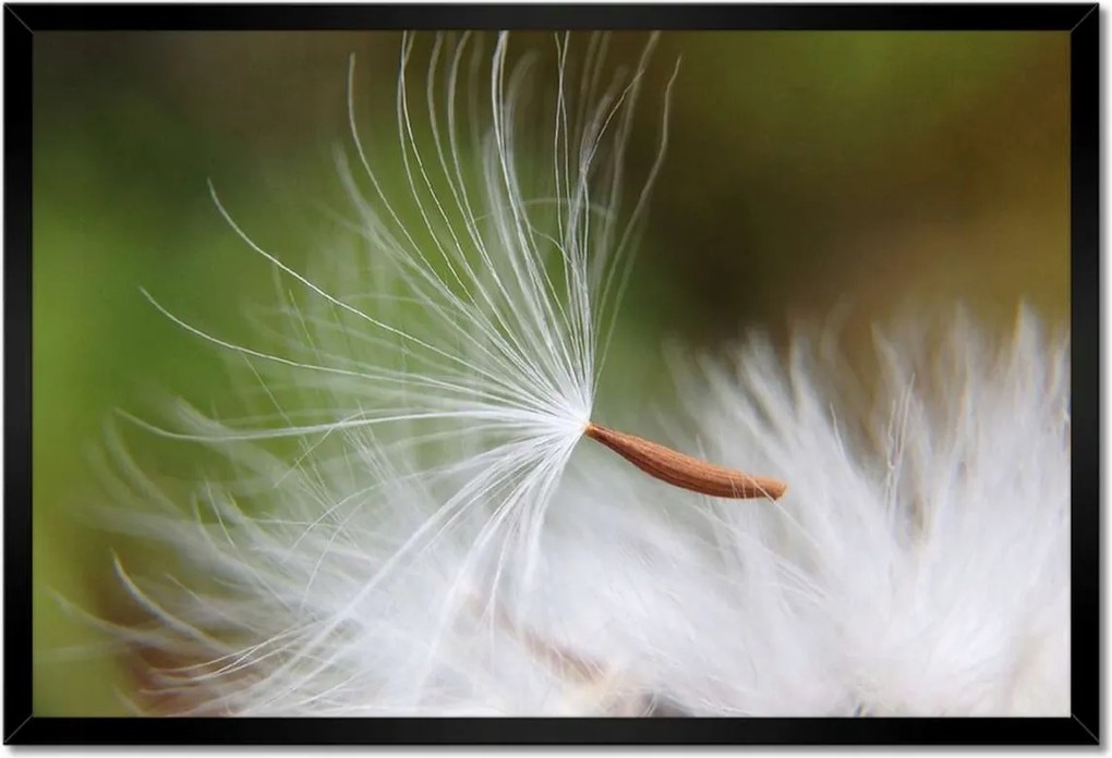 Poszterek keretben 60x40 Pitypang Virág Virágok