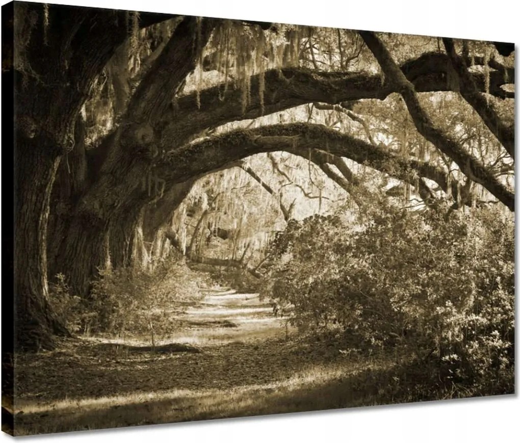 Vászonkép 40x30 Tölgyek a Szépia parkban