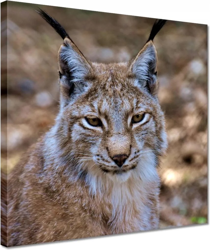 Vászonkép 30x30 Hiúz közelről Vadmacska