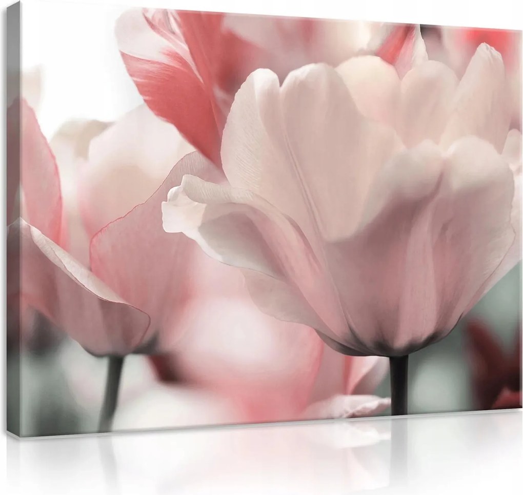Vászonkép falikép rózsaszín fehér tulipánok 100 x 75