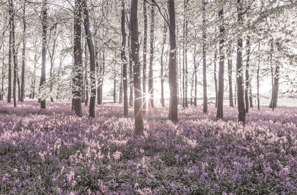 Poszter 91,5x60cm Bluebell erdő tavasszal naplementekor, Assaf Frank