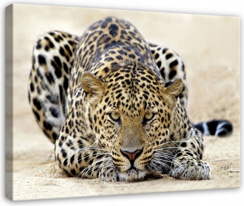 Vászonkép Leopárd Állatok Természet Hálószoba Nappali Vászon 40x30