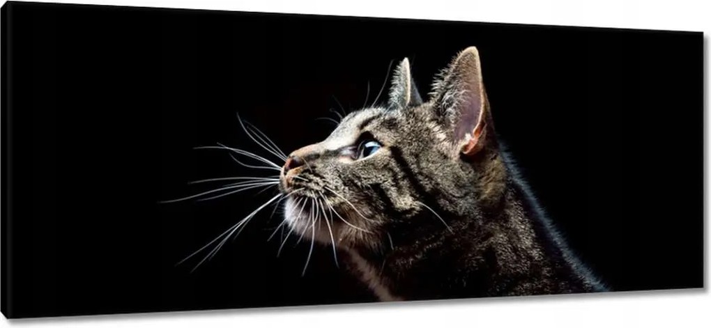 Vászonkép 100x40 Fajta nagy cica macska