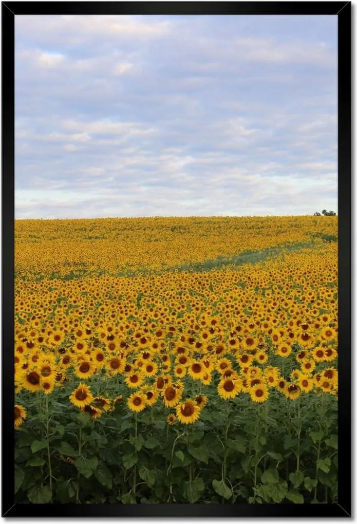 Poszterek keretben 40x60 Napraforgó mező