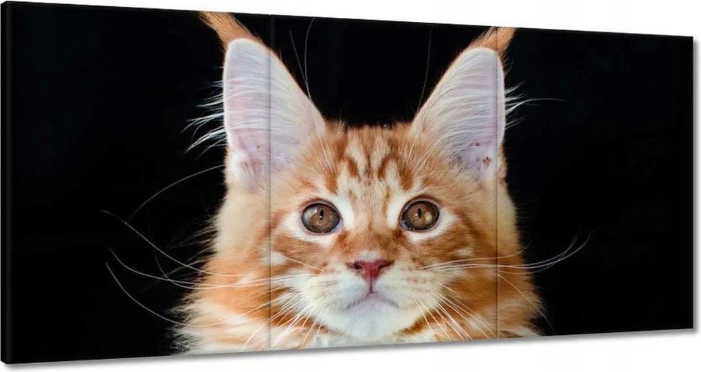 Vászonkép 180x90 Nagy bolyhos vörös cica